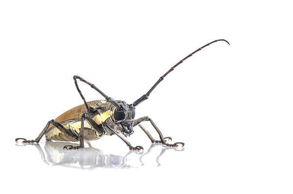 Tree borer (Batocera rufomaculata) isolated on a white background — Stock Photo, Image