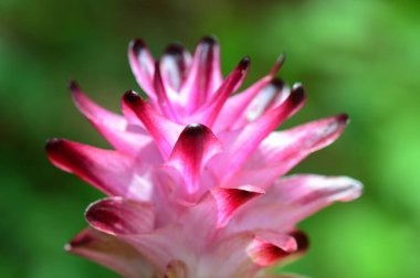 Çiftlik alanındaki zerdeçal çiçeğinin yakın çekimi