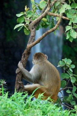 Rhesus macaque (Macaca mulatta) ya da şelalenin önündeki ağaçta oturan maymun.