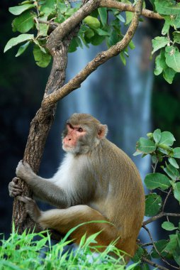 Rhesus macaque (Macaca mulatta) ya da şelalenin önündeki ağaçta oturan maymun.
