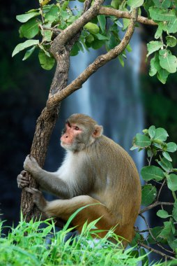 Rhesus macaque (Macaca mulatta) ya da şelalenin önündeki ağaçta oturan maymun.