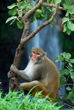Rhesus macaque (Macaca mulatta) ya da şelalenin önündeki ağaçta oturan maymun.