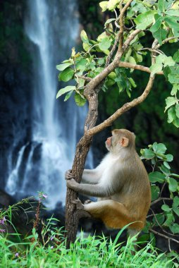 Rhesus macaque (Macaca mulatta) ya da şelalenin önündeki ağaçta oturan maymun.