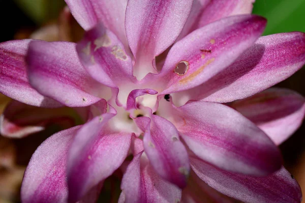 Close-up of Turmeric Flower in farm field — Stok Foto