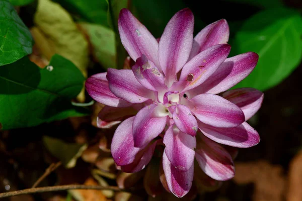 Nahaufnahme der Kurkuma-Blume auf dem Feld — Stockfoto