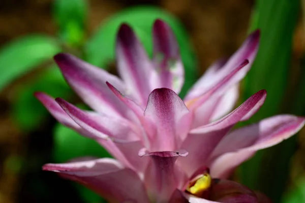 Close-up of Turmeric Flower in farm field — Stok Foto