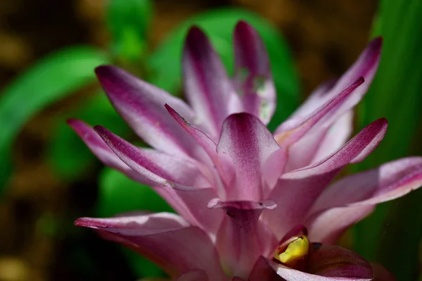 Nahaufnahme der Kurkuma-Blume auf dem Feld — Stockfoto