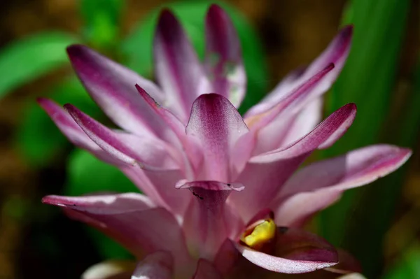 Close-up of Turmeric Flower in farm field — Stok Foto