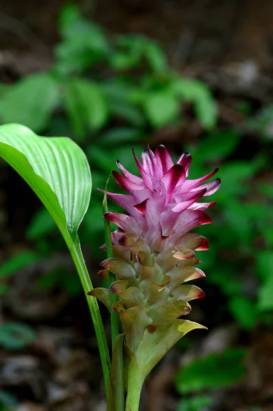 Close-up of Turmeric Flower in farm field — Stok Foto