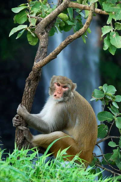 Rhesus macaque (Macaca mulatta) ya da şelalenin önündeki ağaçta oturan maymun.