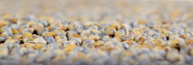 Arkaplan olarak inci darı (Bajra). Kapat..