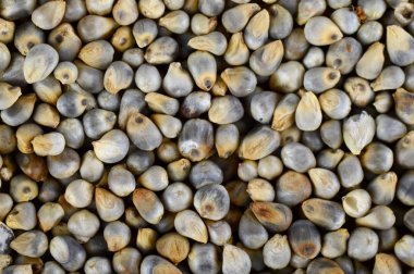 Arkaplan olarak inci darı (Bajra). Kapat..