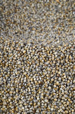 Arkaplan olarak inci darı (Bajra). Kapat..