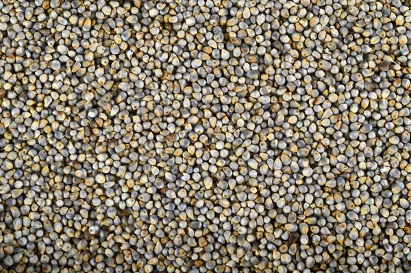 Millet Perle Bajra Come Sfondo Vicino — Foto Stock