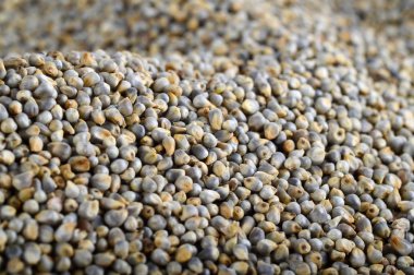 Arkaplan olarak inci darı (Bajra). Kapat..