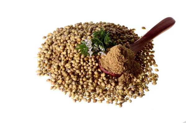 Korianterin siemenet, tuore korianteri ja jauhettu korianteri eristetty — kuvapankkivalokuva