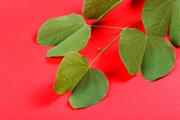 인도의 두세 프라 축제에서는 붉은 배경에 황금빛 잎이 그려져 있었습니다. 인사장. — 스톡 사진