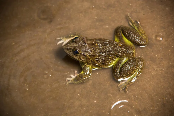 水や池の中のカエル、閉じる — ストック写真