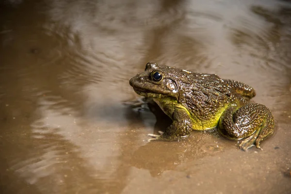 Sapo na água ou lagoa, de perto — Fotografia de Stock