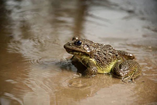 Frosch im Wasser oder Teich, aus nächster Nähe — Stockfoto