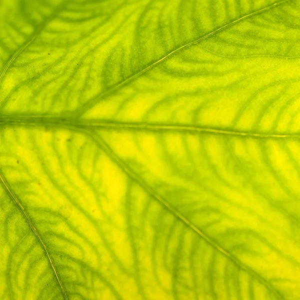 Extreme close-up of fresh green leaf as background. — Stock Photo, Image