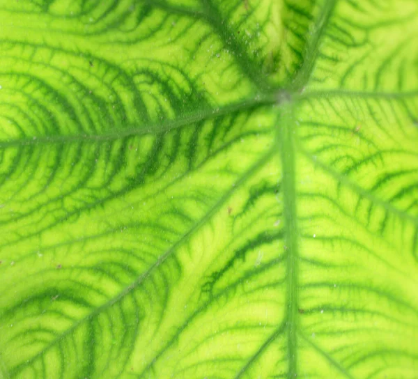 Extrem närbild av färska gröna blad som bakgrund. — Stockfoto