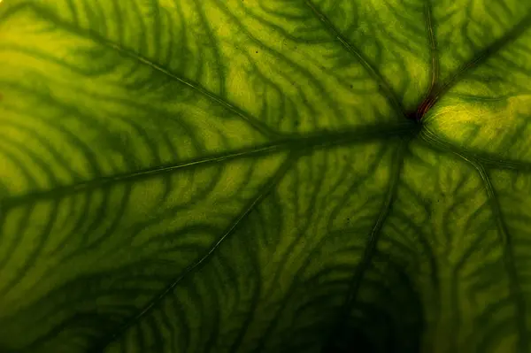 배경으로 신선한 녹색 잎의 극단적인 클로 우즈 업. — 스톡 사진