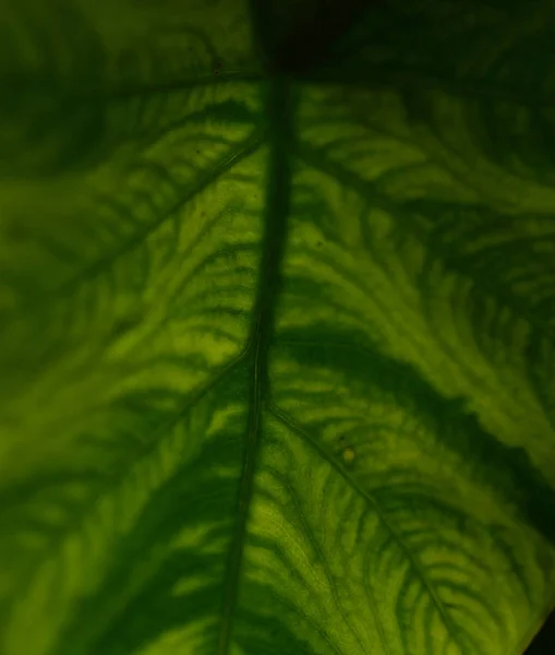 Extreme close-up of fresh green leaf as background. — Stock Photo, Image