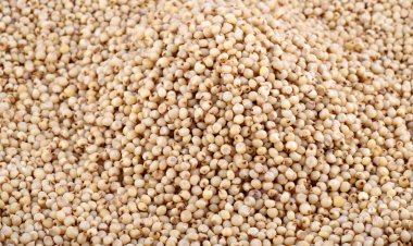 Sorghum arkaplan olarak düzenle, kapat.