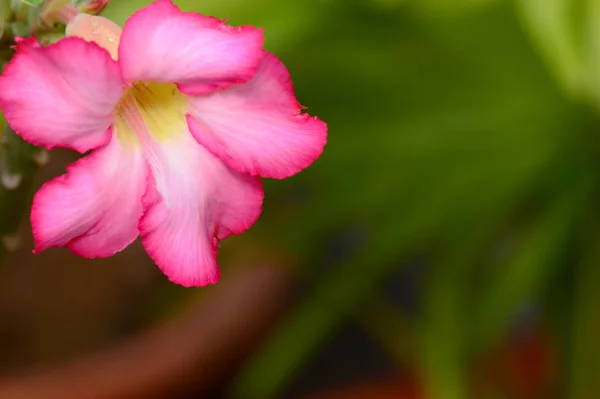 Květinové pozadí. Zblízka tropické květiny růžové Adenium. Pouštní růže na zeleném pozadí. — Stock fotografie