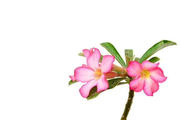 Tle kwiatów. Bliska tropikalny kwiat różowy Adium. Róża pustyni na białym tle. — Zdjęcie stockowe