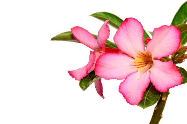花卉的背景。热带花卉粉红色夹竹桃的特写。白色背景上的沙漠玫瑰. — 图库照片