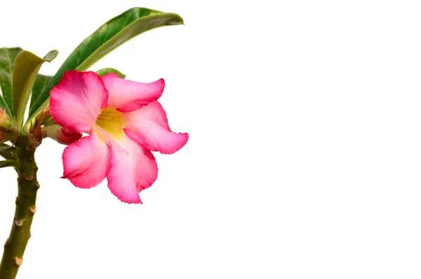 Floral achtergrond. Close up van tropische bloem roze Woestijnroos. Desert rose op witte achtergrond. — Stockfoto