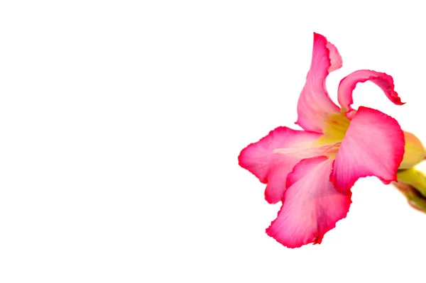 Floral background. Close up of Tropical flower Pink Adenium. Desert rose on white background. — Stock Photo, Image