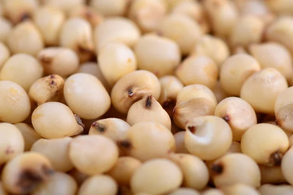 Sorgo Organizar Como Fundo Fechar — Fotografia de Stock