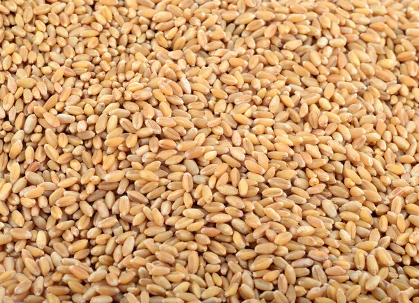 Grains de blé comme fond agricole. gros plan . — Photo