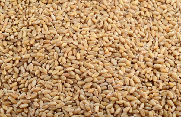 Grains de blé comme fond agricole. gros plan . — Photo