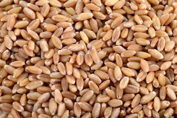 Wheat grains as agricultural background. close up. — Stock Photo, Image