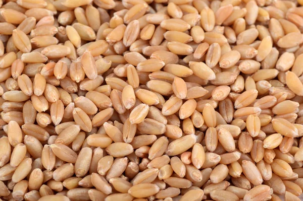 Wheat grains as agricultural background. close up. — Stock Photo, Image