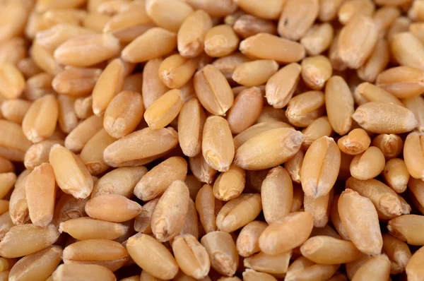 Heap Wheat grains on background. Close up — Stock Photo, Image