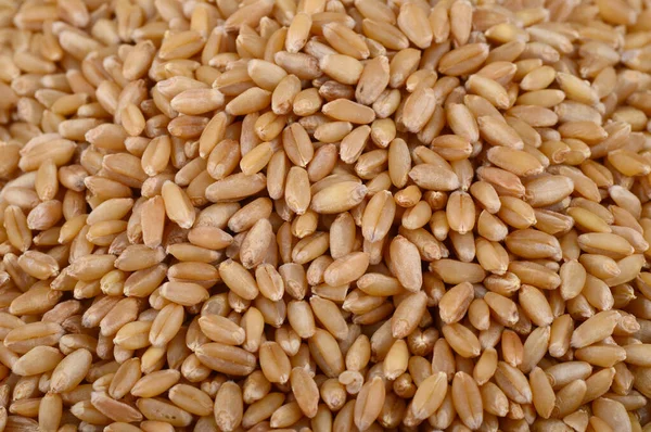 Куча зерна пшеницы на заднем плане. Закрыть — стоковое фото
