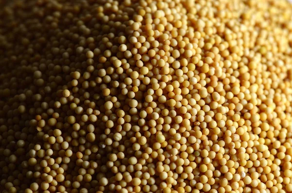 Arkaplan dokusu olarak sarı hardal tohumları — Stok fotoğraf