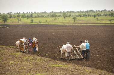 Amravati, Hindistan - 30 Haziran 2011: Çiftçiler ve işçiler, sabanın boğalara bağlı olduğu geleneksel yollarla tarım tarlalarını sürüyorlar