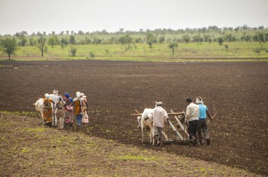 Amravati, Hindistan - 30 Haziran 2011: Çiftçiler ve işçiler, sabanın boğalara bağlı olduğu geleneksel yollarla tarım tarlalarını sürüyorlar
