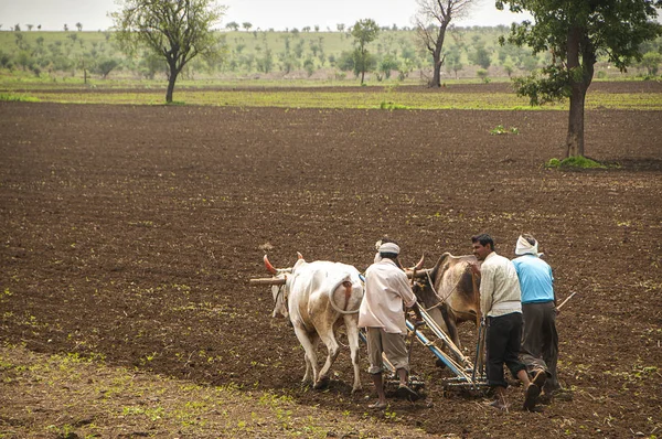 Amravati, Indien - 30 juni 2011: Jordbrukare och arbetare plöjer traditionellt jordbruksmark där en plog fästs vid tjurar — Stockfoto