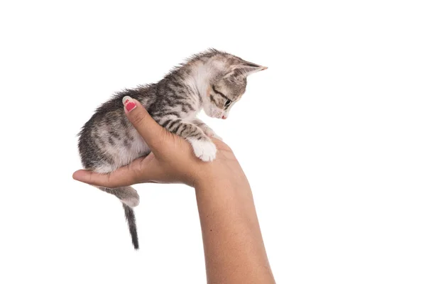 Kleines Kätzchen Menschlicher Hand Auf Weißem Hintergrund — Stockfoto