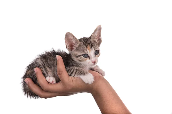 白い背景に人間の手に小さな子猫 — ストック写真