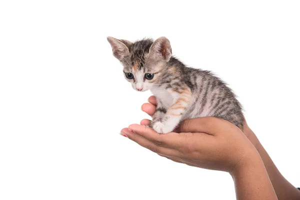 Small Kitten Human Hand White Background — Stock Photo, Image