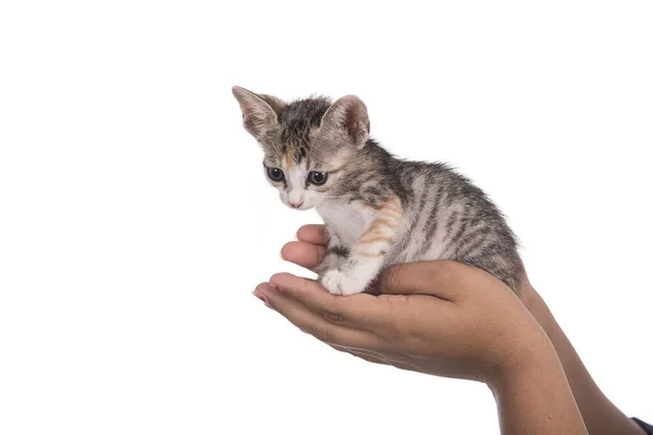 Μικρό Γατάκι Στο Ανθρώπινο Χέρι Λευκό Φόντο — Φωτογραφία Αρχείου