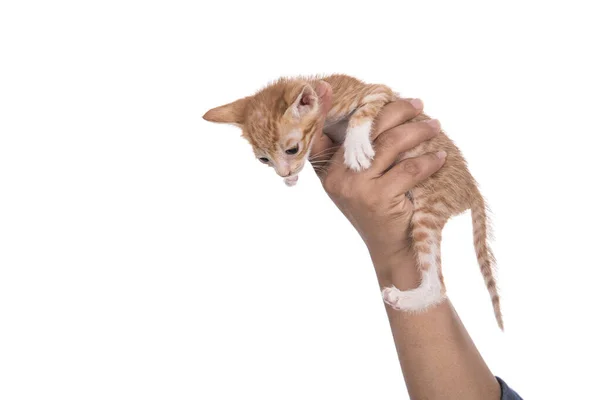 Small Kitten Human Hand White Background — Stock Photo, Image